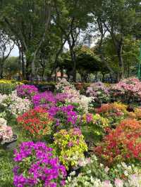 Le Van Tam Park in Full Bloom: A Springtime Tapestry of Colors