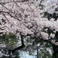 🌸 **福岡秋月（Akizuki）櫻花觀賞遊覽分享** 🌸