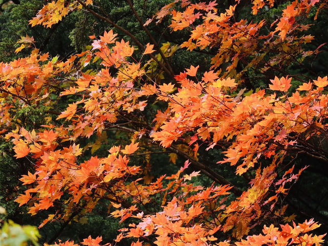Senjogahara กับใบไม้เปลี่ยนสี ที่ Nikko คือที่สุดด