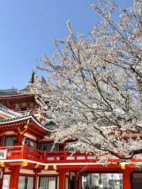 🇯🇵名古屋櫻花配上紅紅的寺廟🌸