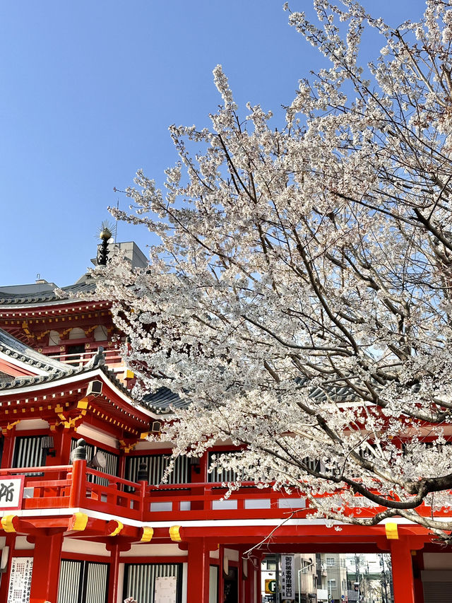 🇯🇵名古屋櫻花配上紅紅的寺廟🌸