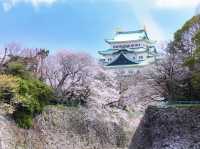 Chasing Sakura at Nagoya Castle 🌸
