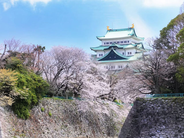 Chasing Sakura at Nagoya Castle 🌸