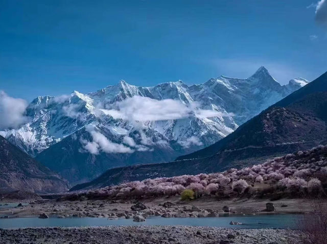 Chasing Sakura at Nyingchi