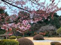 新宿御苑賞櫻去，東京最熱門的賞櫻景點