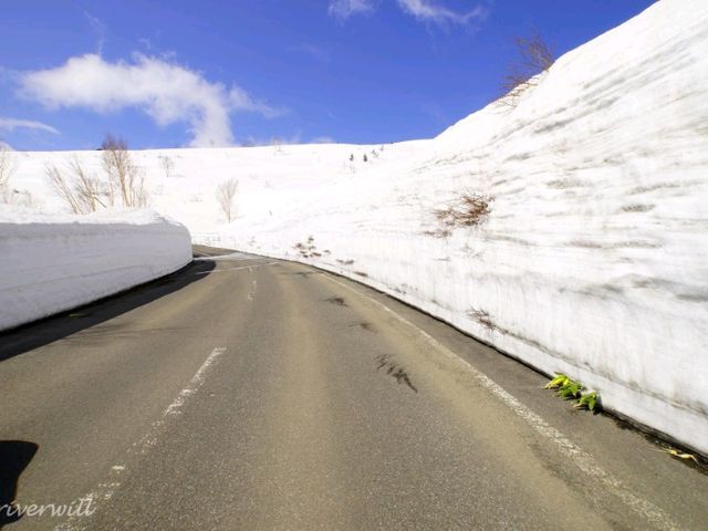 【岩手県】春の風物詩！八幡平アスピーテライン「雪の回廊」