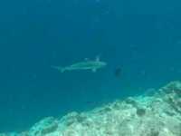 Akoya Pearl Sailing Cruise: A Luxurious Ocean Escape