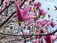知多の旅　美しい木蓮が見ごろの醒悟院