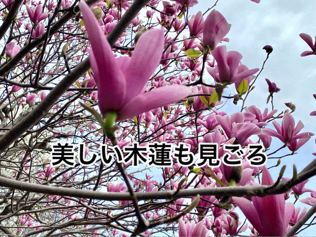 知多の旅　美しい木蓮が見ごろの醒悟院