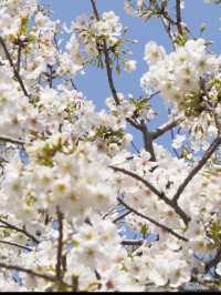 東京のお花見🌸穴場スポット　木場公園