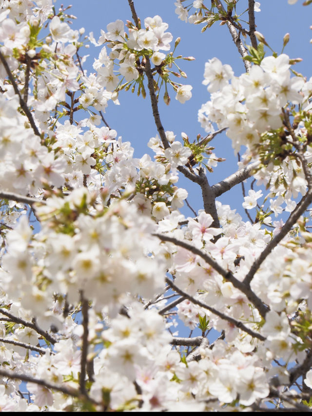 東京のお花見🌸穴場スポット　木場公園