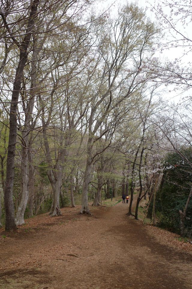 【神奈川】山日記｜桜を見ながらハイキング🥾