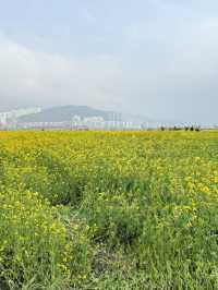 벚꽃&유채꽃&튤립을 모두 볼 수 있는 부산명소