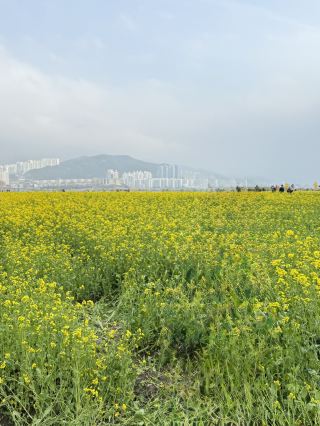 Busan's famous spot where you can see cherry blossoms, canola flowers, and tulips.