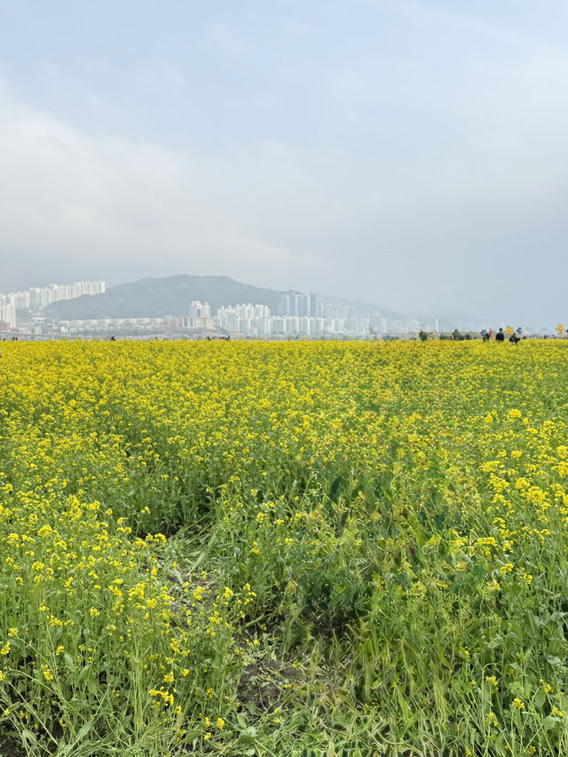 벚꽃&유채꽃&튤립을 모두 볼 수 있는 부산명소
