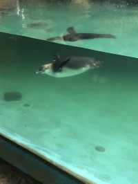 Sea World Ancol, Samudra and Bird Park