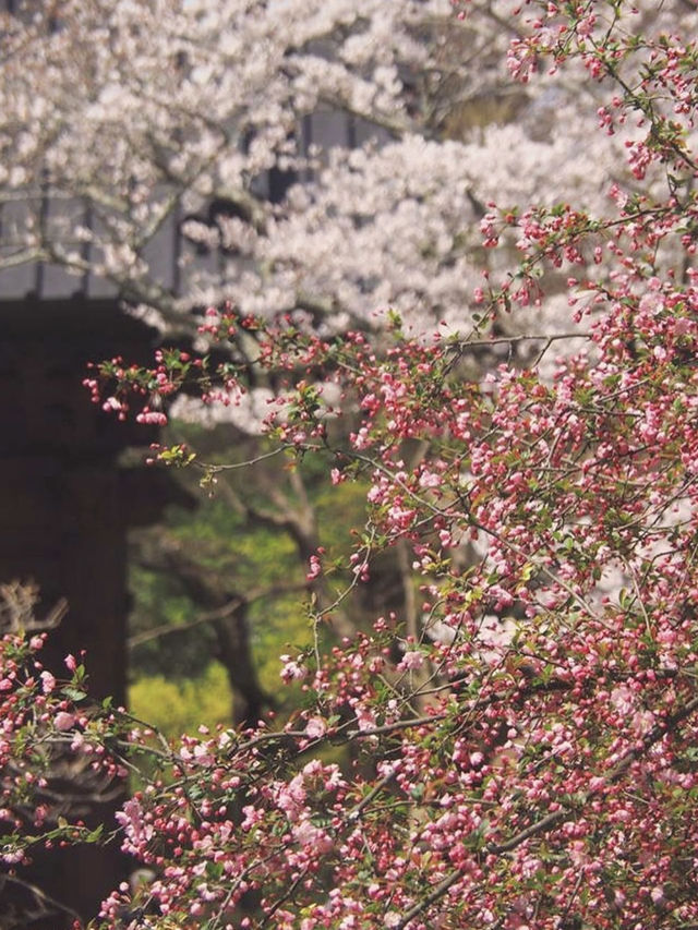 Sakura in Full Bloom at Myohonji Temple⛩️