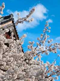 嵐山隱世賞樱秘境🌸車折神社⛩️