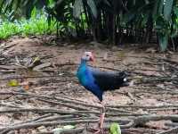 #珍珠野生動物園（Vinpearl Safari Phu Quoc）-越南富國島