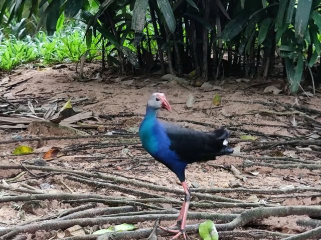 #珍珠野生動物園（Vinpearl Safari Phu Quoc）-越南富國島