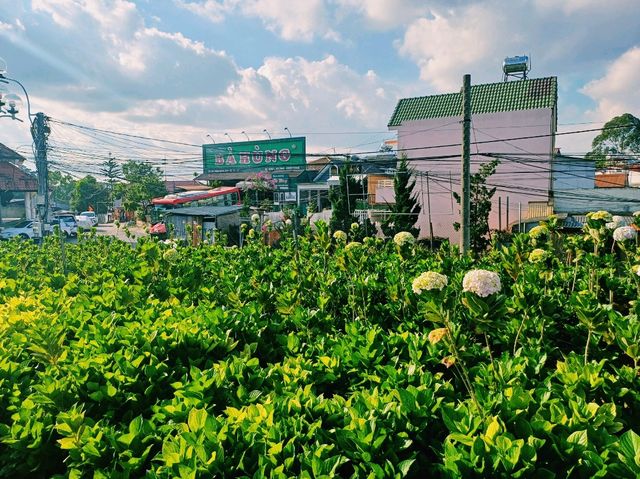 越南大叻著名花園公園景點：Flower garden，適合打卡拍照📸