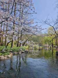 Prince Bay Park Cherry Blossoms- Hangzhou's Lakeside Sakura Paradise