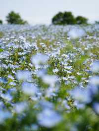 【埼玉×森林公園】  ネモフィラ ポピーなどの花畑の絶景スポット