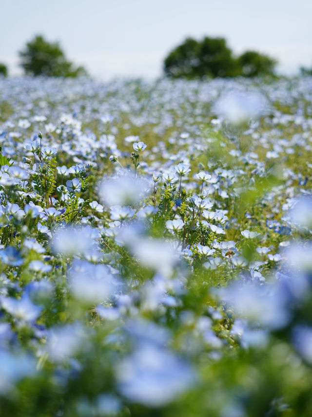 【埼玉×森林公園】  ネモフィラ ポピーなどの花畑の絶景スポット