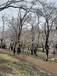Sakura in grandberry park!!
