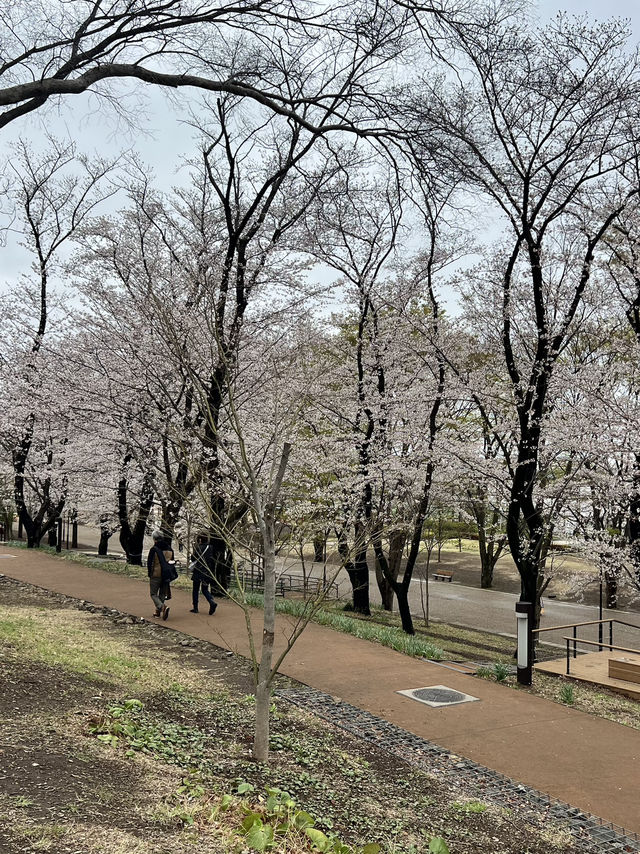 Sakura in grandberry park!!