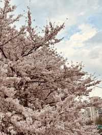 Riverside in Bloom: Anyangcheon's Relaxing Cherry Blossom Path