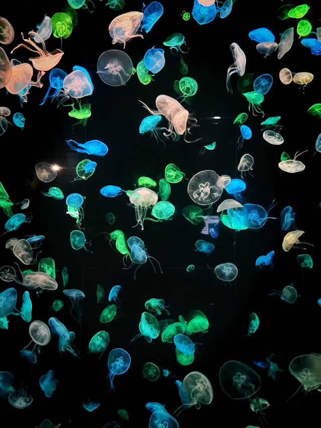 珠海景點｜長隆海洋王國 🪼🐬💦
