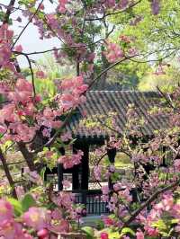 Exploring Spring at Tiger Hill in Suzhou – A Next-Level Spring Experience 🌸