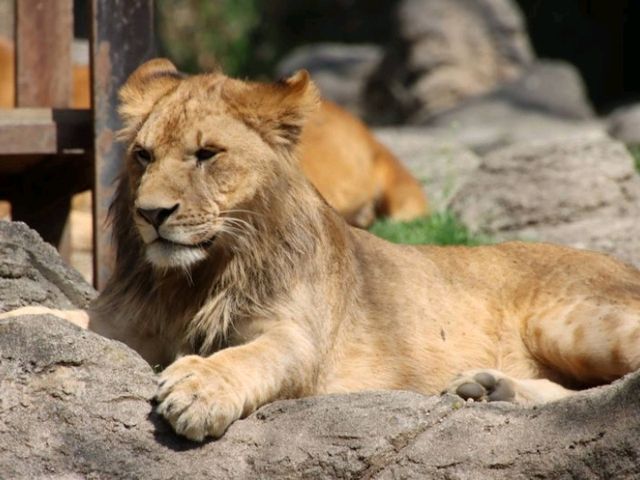 とべ動物園の白くまピース