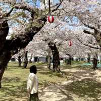 Spring Breeze in Goryokaku Park Hakodate