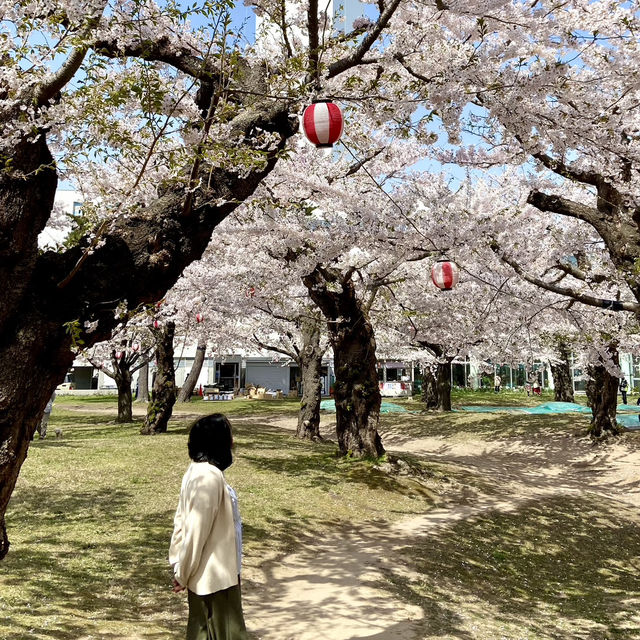 Spring Breeze in Goryokaku Park Hakodate