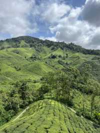 ไร่ชา BOH, Cameron Highland, มาเลเซีย