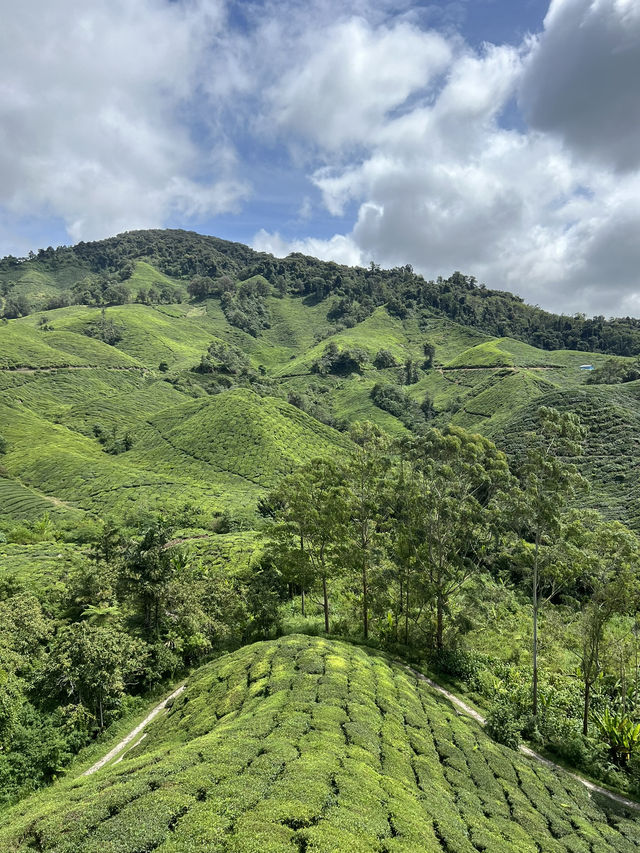 ไร่ชา BOH, Cameron Highland, มาเลเซีย