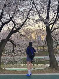 실시간 오늘자 벚꽃 만개한 양시숲 🍃🌸🌳