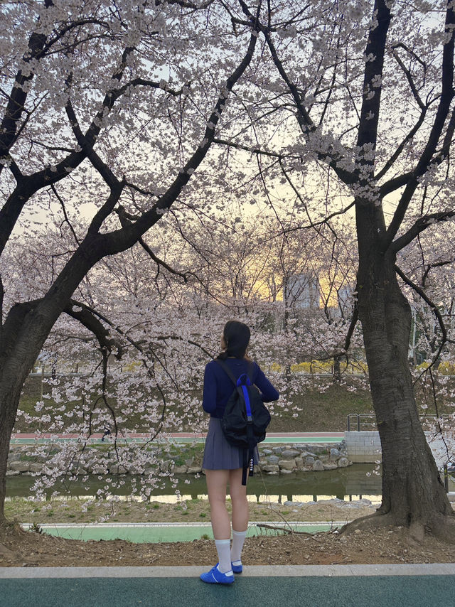 실시간 오늘자 벚꽃 만개한 양시숲 🍃🌸🌳
