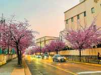 【愛知】早咲き！この時期だけのピンクの絶景🌸