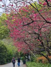 Verdant Serenity: Discovering Hangzhou Botanical Garden