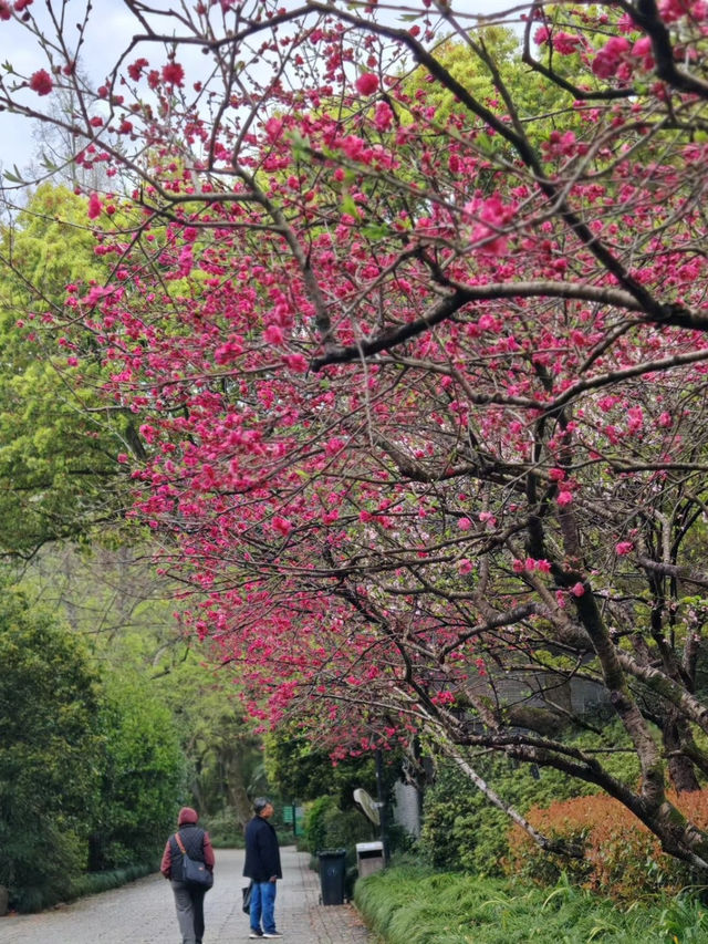 Verdant Serenity: Discovering Hangzhou Botanical Garden