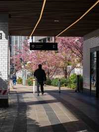 人が少なくねらい目！渋谷川の桜🌸
