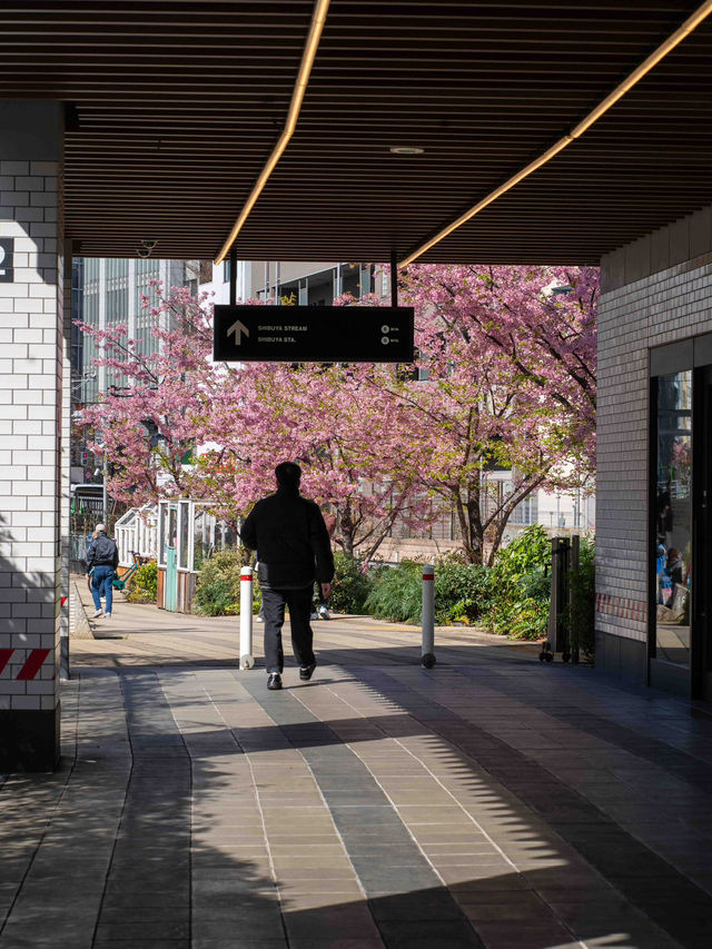 人が少なくねらい目！渋谷川の桜🌸