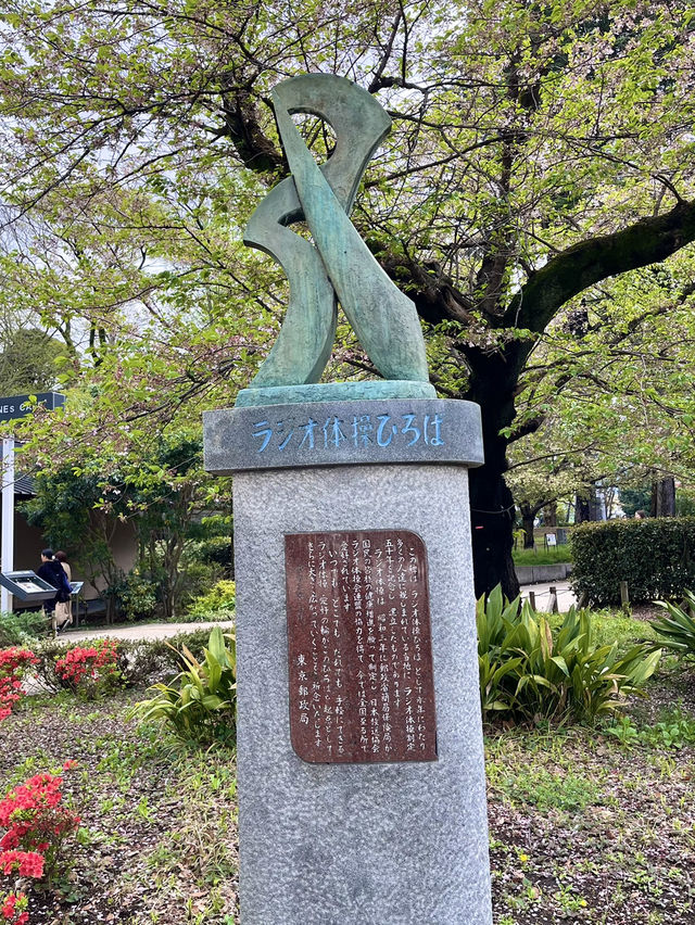 上野公園の朝を彩る「ラジオ体操広場」🌅🧘‍♂️