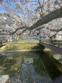Kinosaki Onsen in Full bloom 