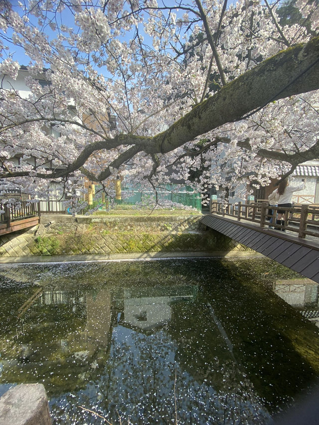 Kinosaki Onsen in Full bloom 