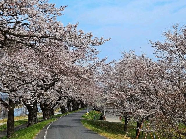 仙台賞櫻-白石川堤一目千本櫻，沿河兩岸的爆開櫻花海