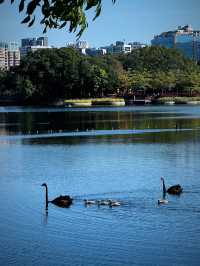 流花湖公園｜貓咪樂園！仲可以近距離睇黑天鵝